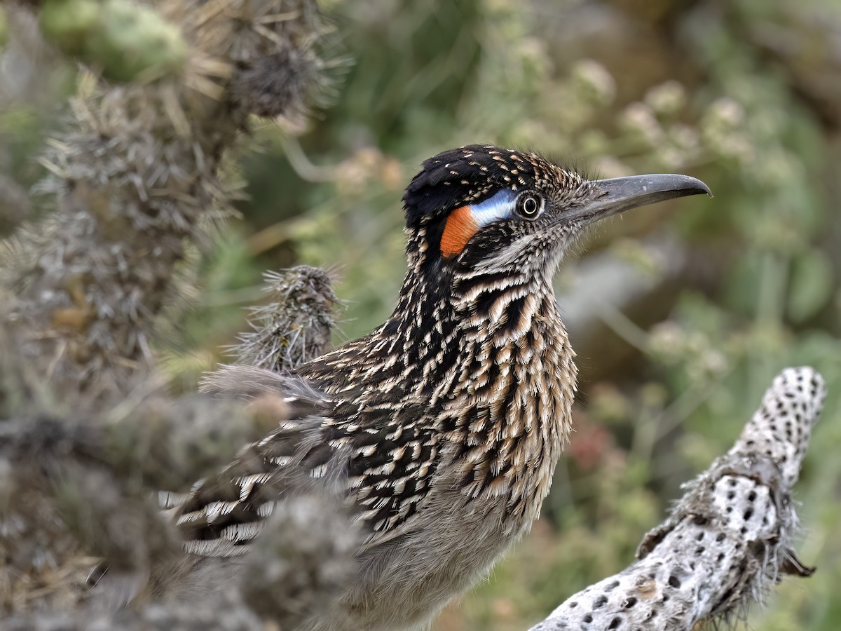 Greater Roadrunner - ML618407625