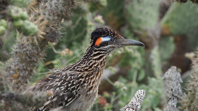 Greater Roadrunner - ML618407628