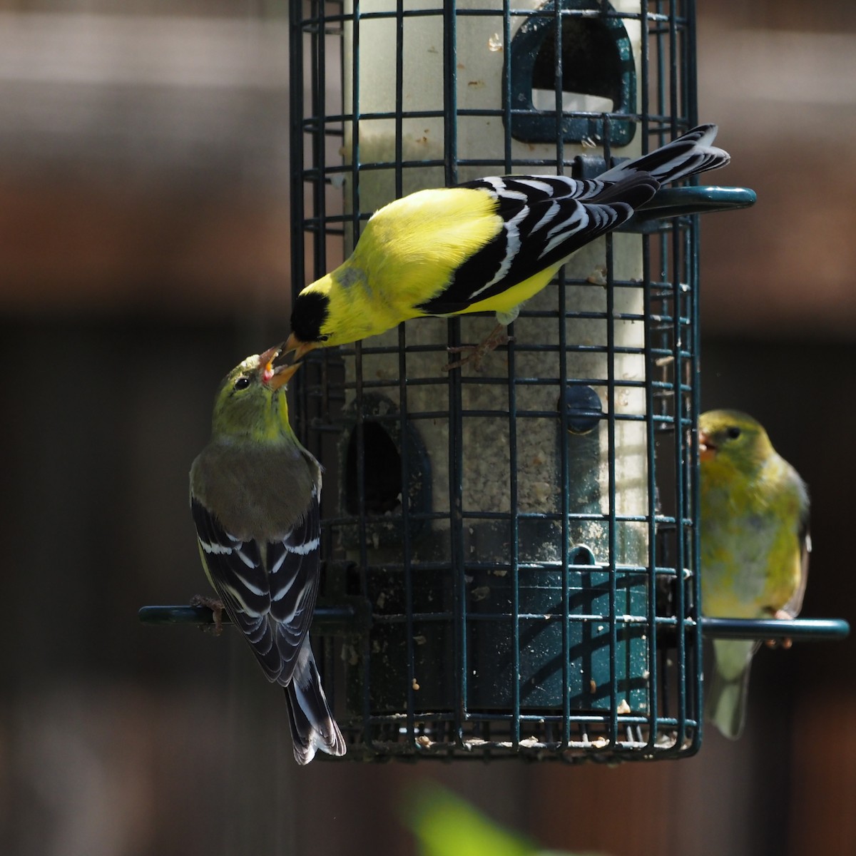 American Goldfinch - Leslie S