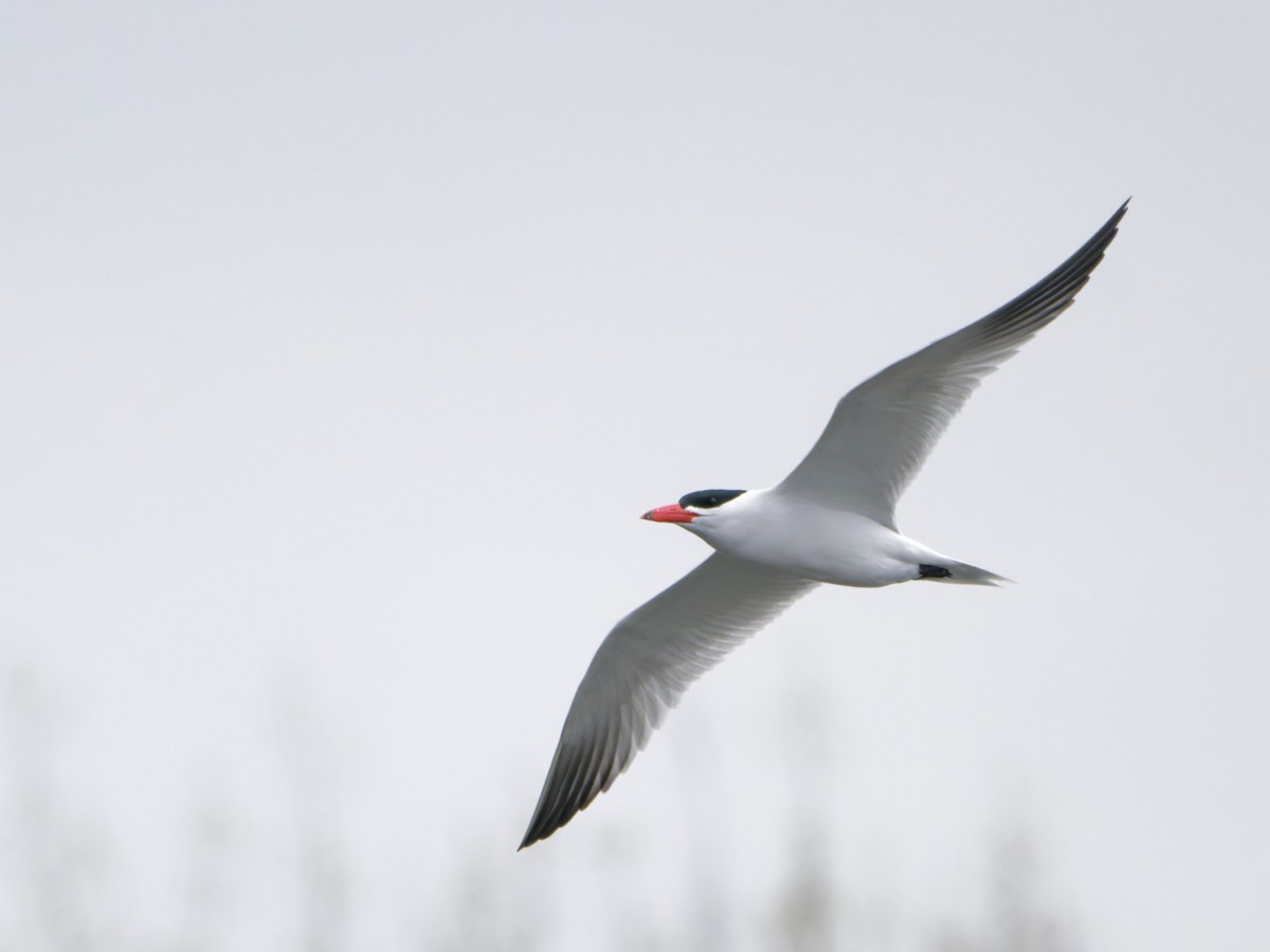 Caspian Tern - ML618407649