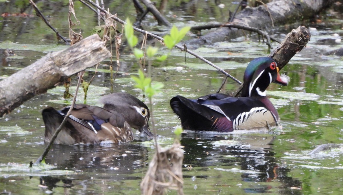 Wood Duck - ML618407684