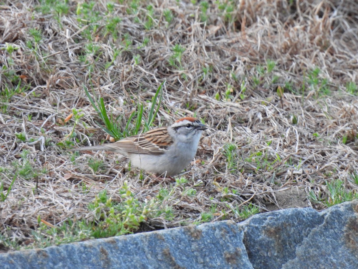 Chipping Sparrow - ML618407697