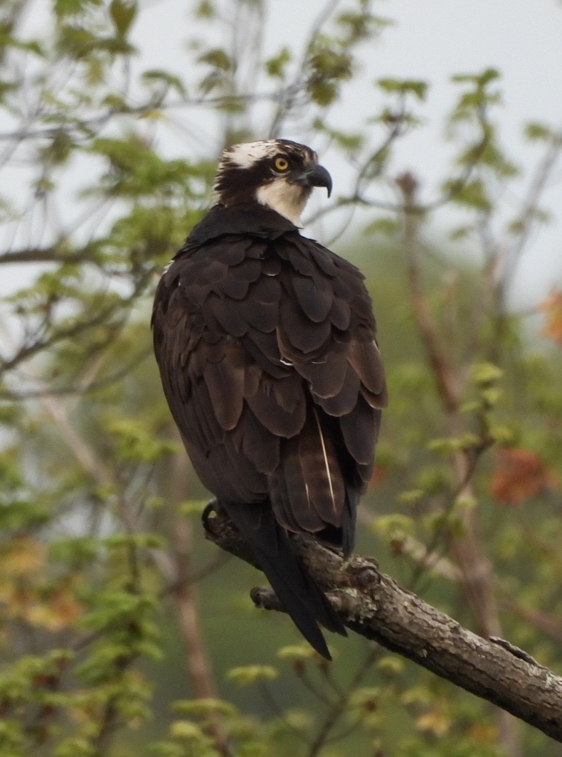 Águila Pescadora - ML618407698