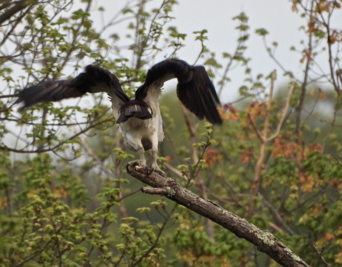 Águila Pescadora - ML618407700