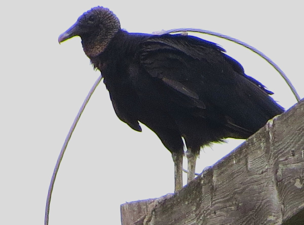 Black Vulture - John Yochum
