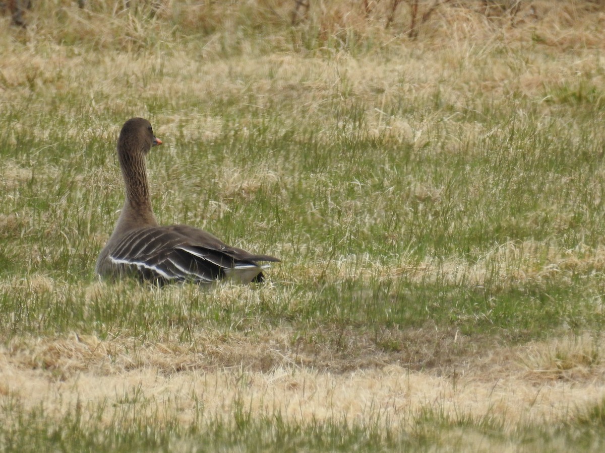 Tundra Bean-Goose - ML61840771