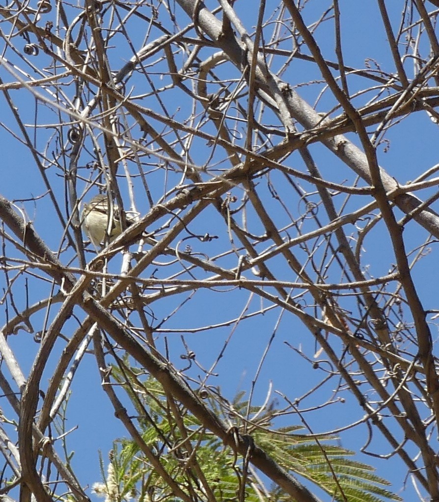 Pileated Flycatcher - ML618407728