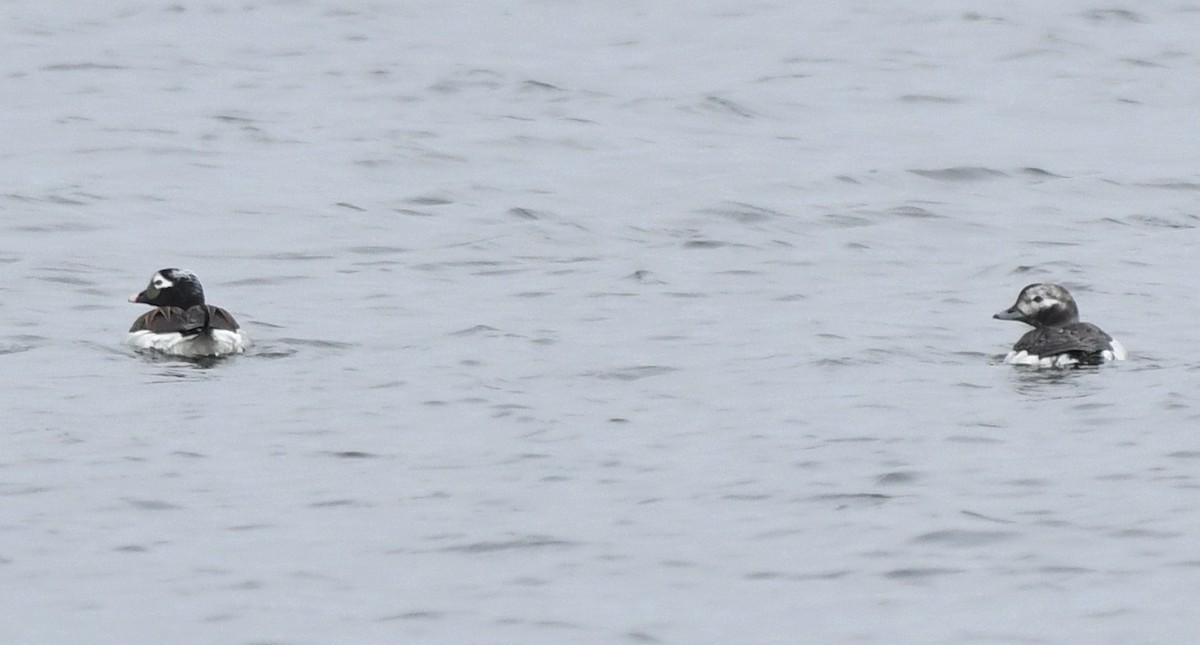 Long-tailed Duck - ML618407743