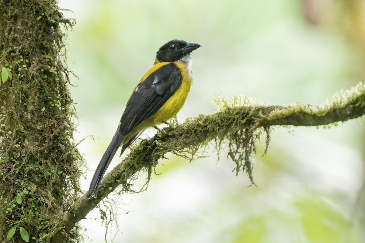 White-throated Shrike-Tanager - ML618407760