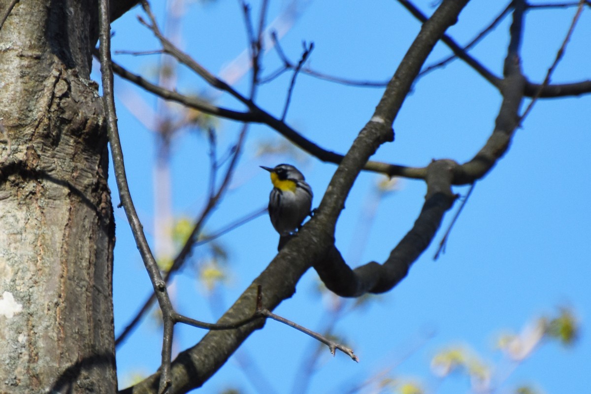 Paruline à gorge jaune - ML618407767