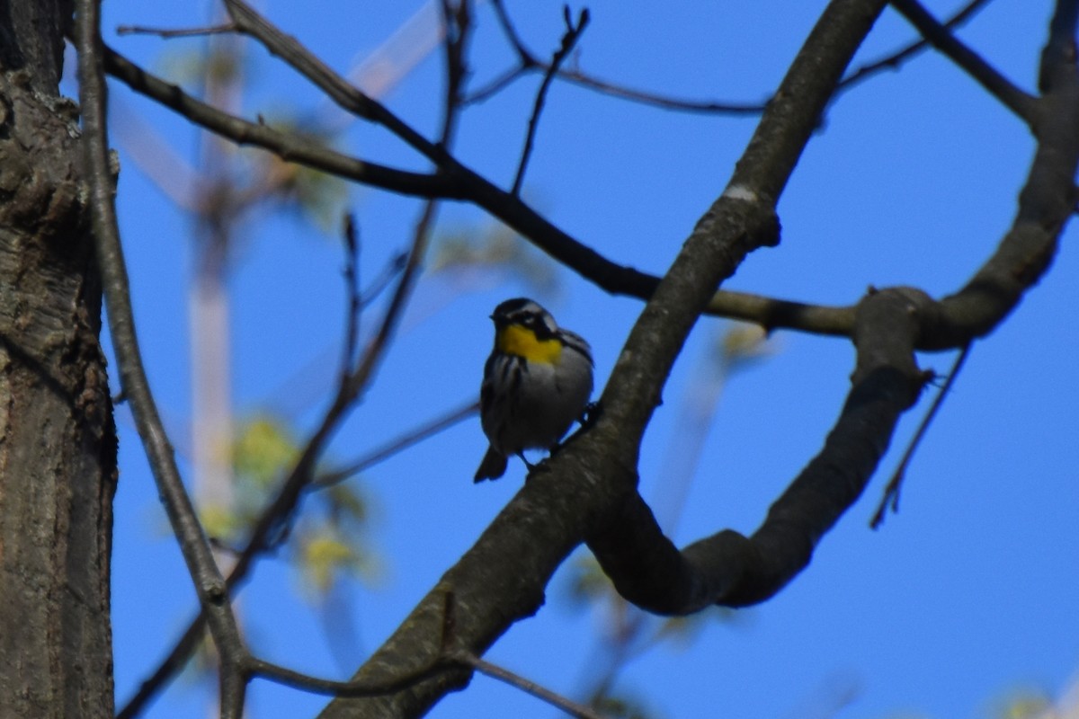 Yellow-throated Warbler - ML618407790