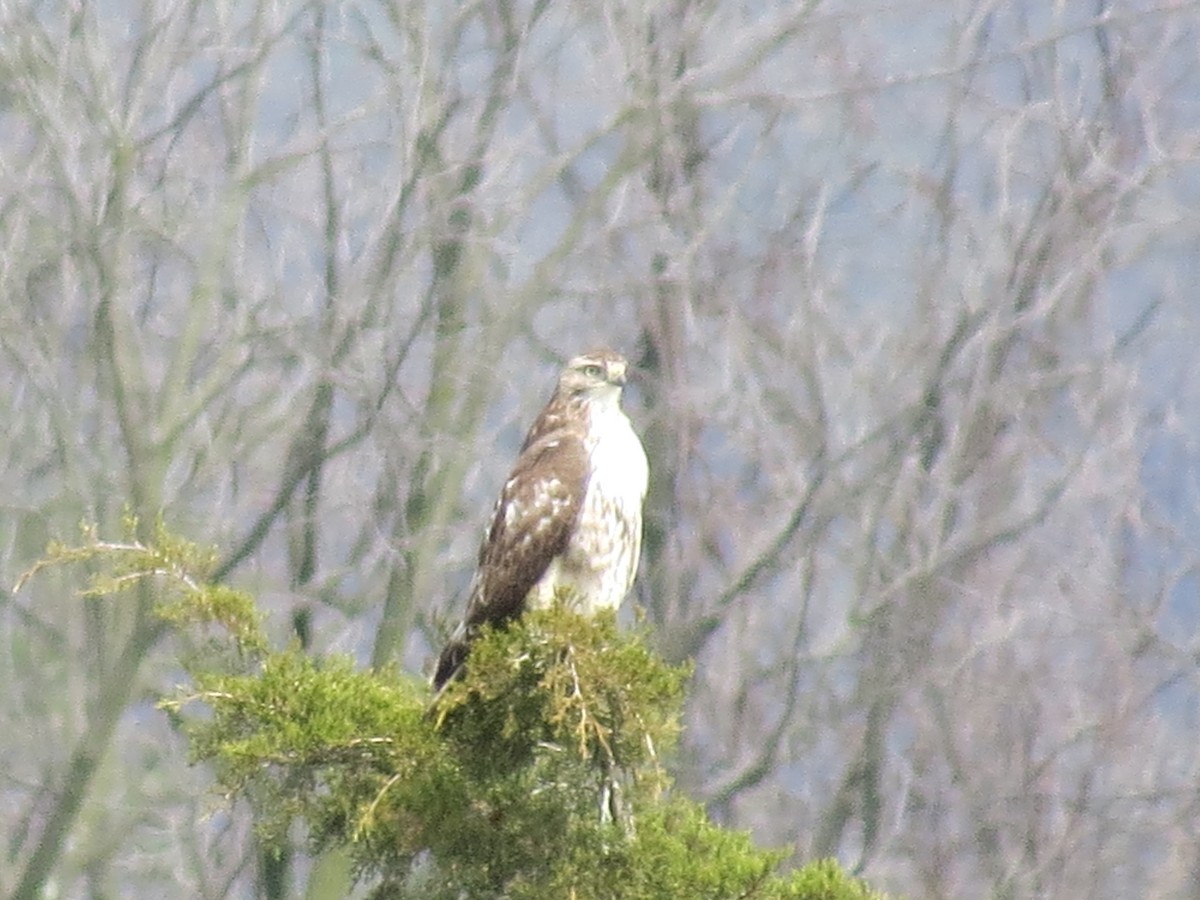 Red-tailed Hawk - Tracie Fitzgerald