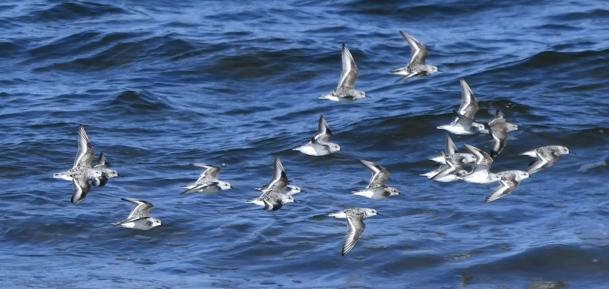 Bécasseau sanderling - ML618407801