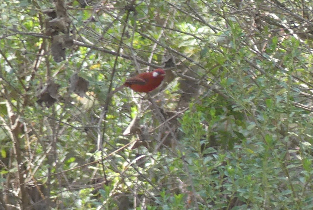 Red Warbler - Peter Kavouras