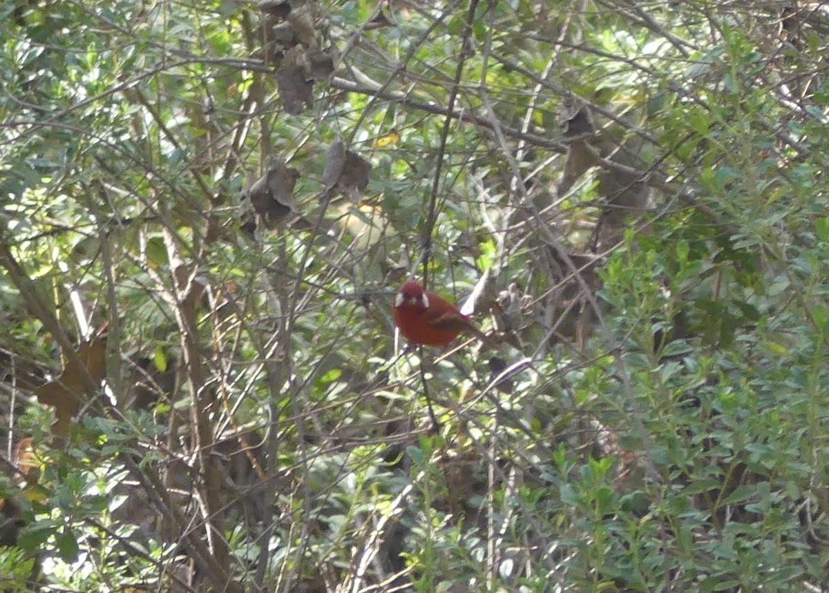 Red Warbler - ML618407804