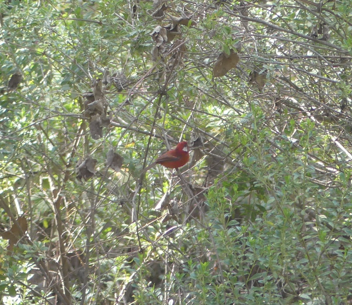 Red Warbler - ML618407805