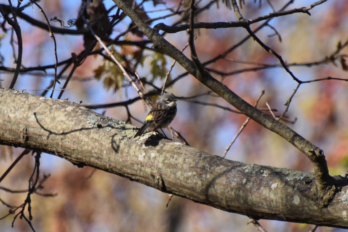 Yellow-rumped Warbler - ML618407811