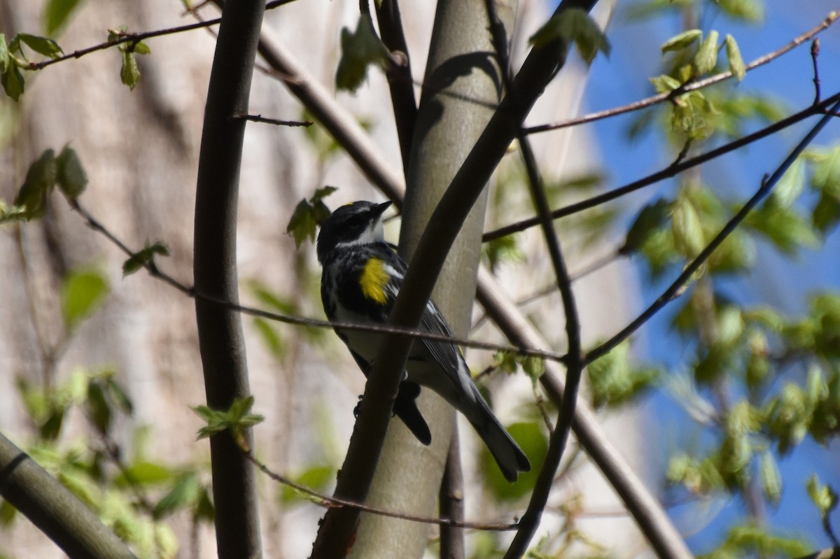 Yellow-rumped Warbler - ML618407815