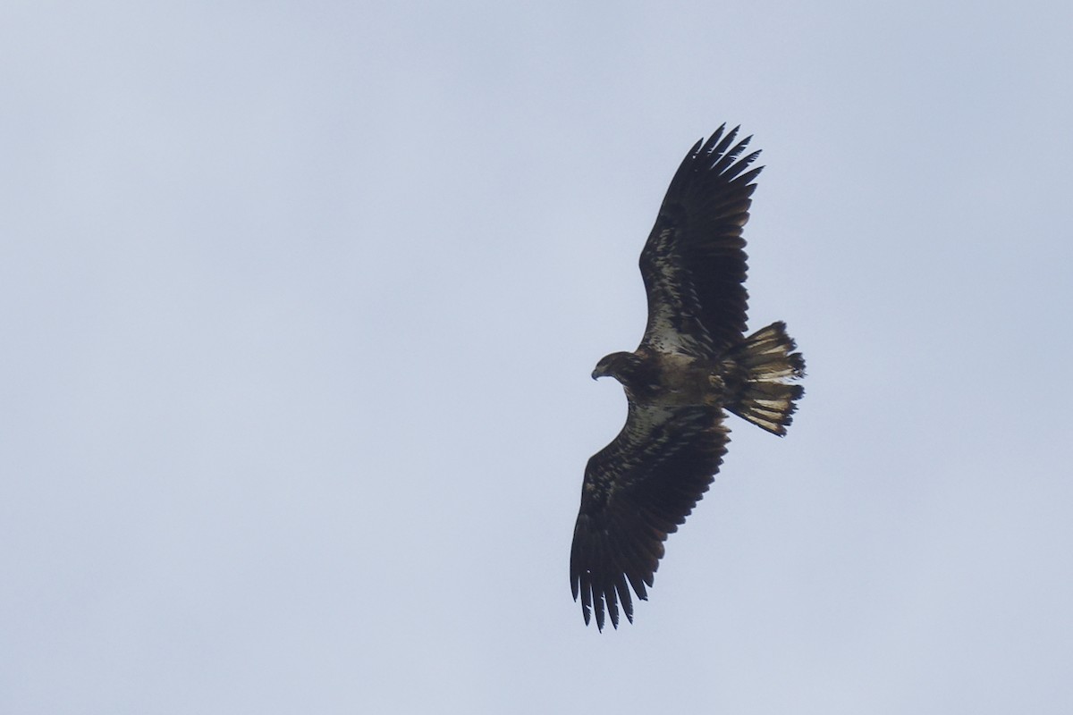 Bald Eagle - Michel Letendre