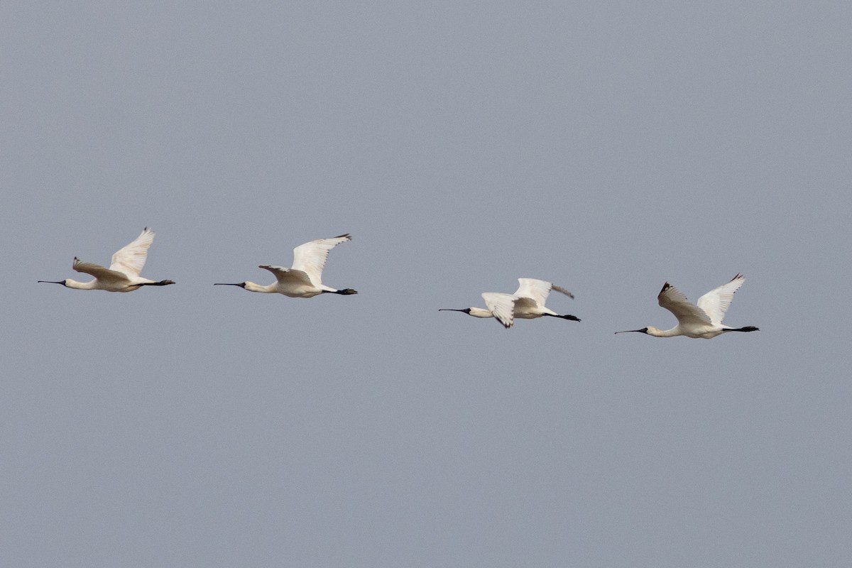 Black-faced Spoonbill - Hannah Zhao