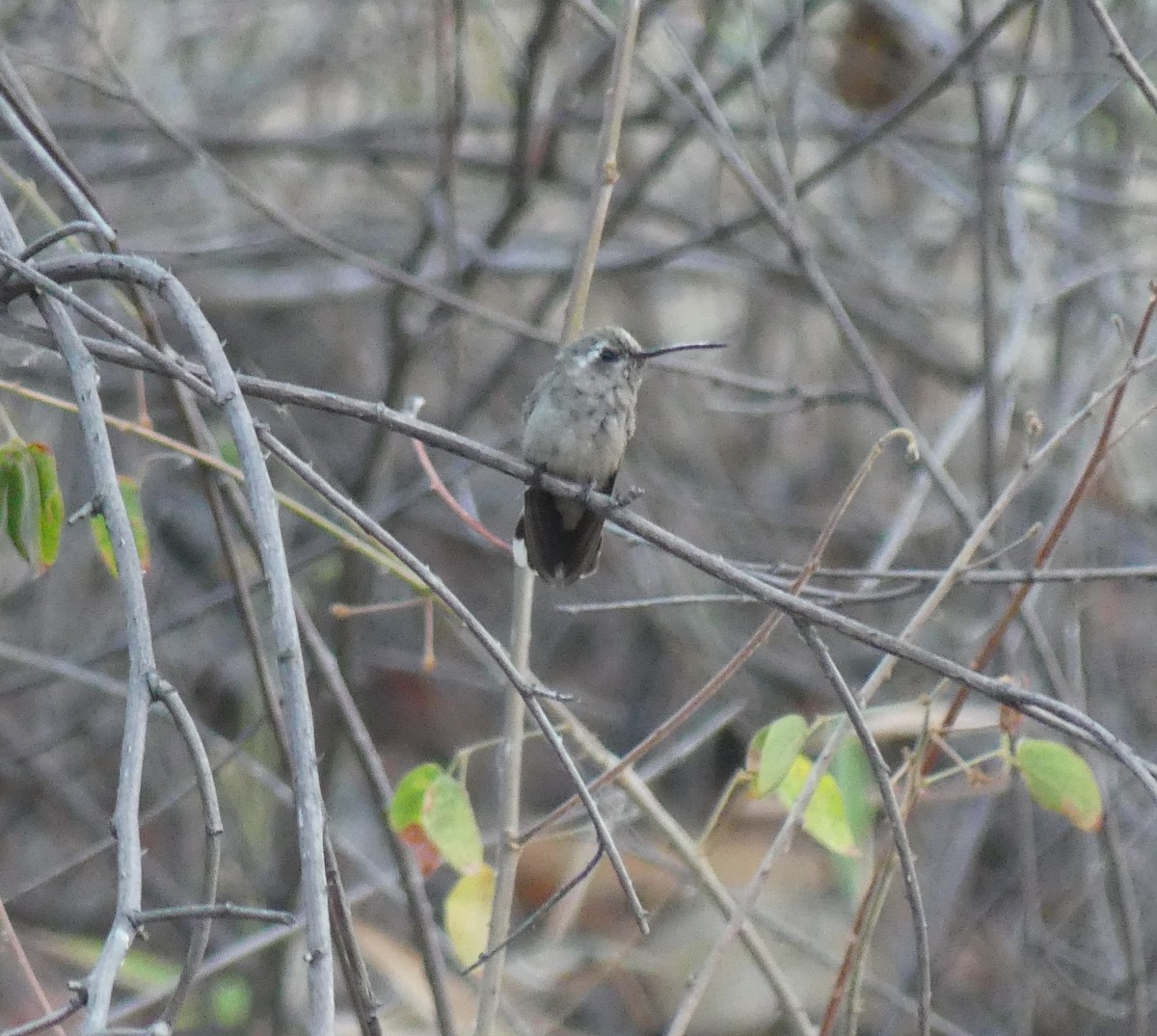 Dusky Hummingbird - ML618407851