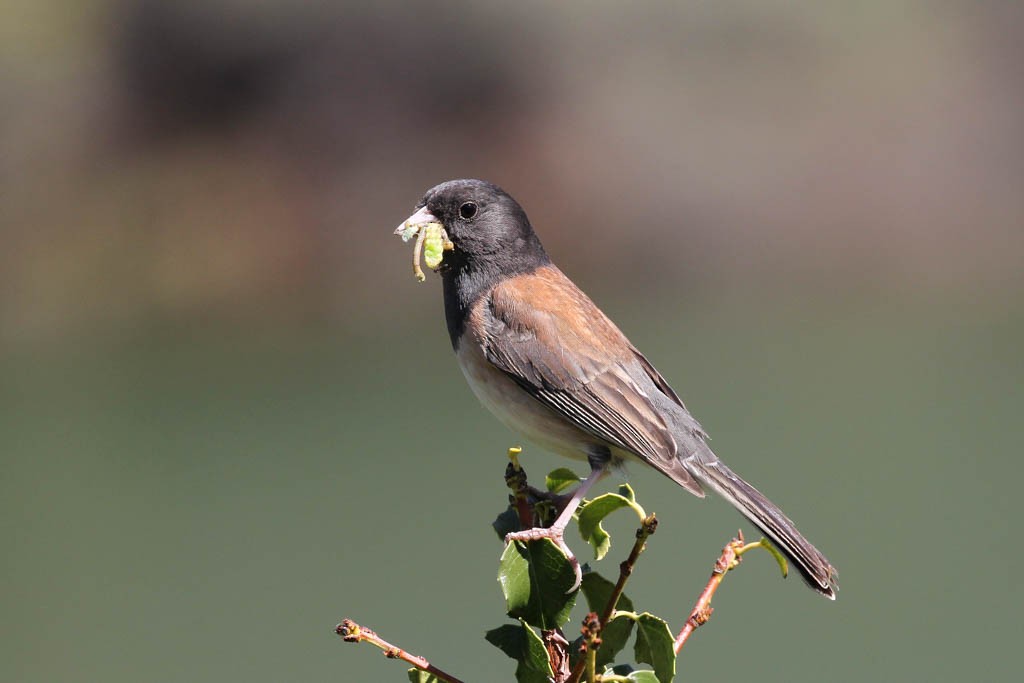 Dark-eyed Junco (Oregon) - ML618407858