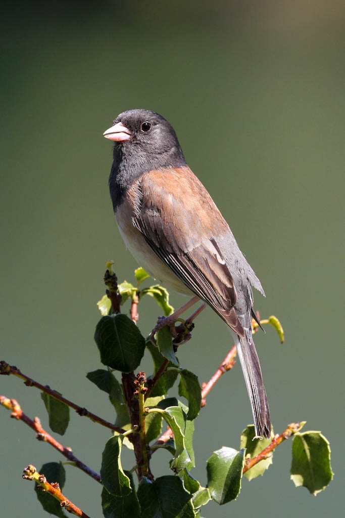 Dark-eyed Junco (Oregon) - Mike Armer