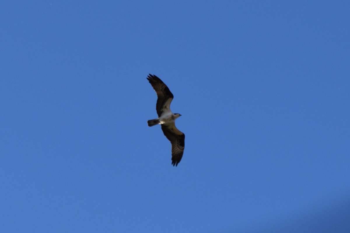 Águila Pescadora - ML618407860