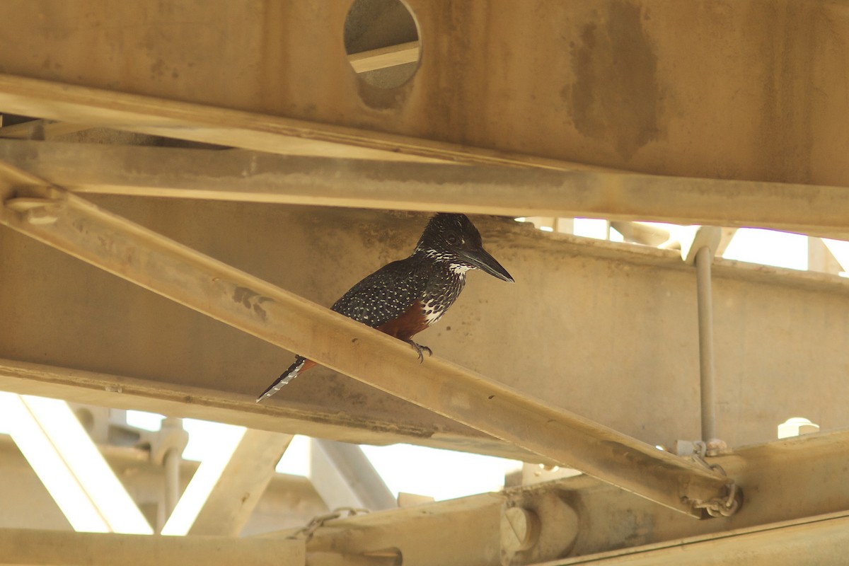 Giant Kingfisher - ML618407865