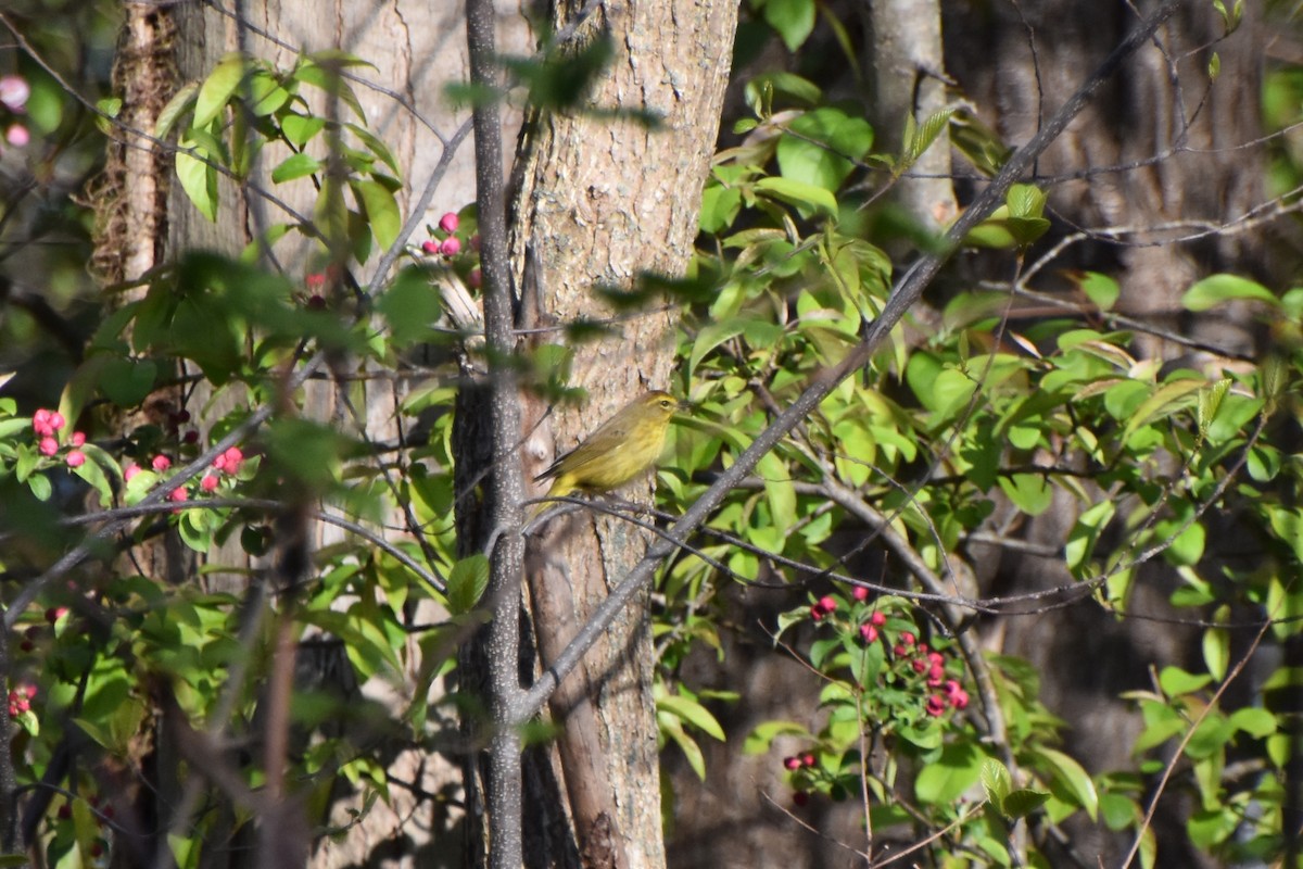 Palm Warbler (Yellow) - ML618407878