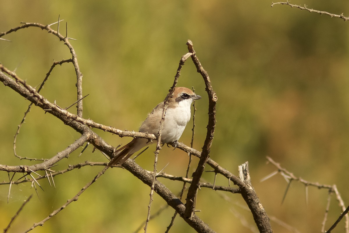 Red-tailed Shrike - ML618407885