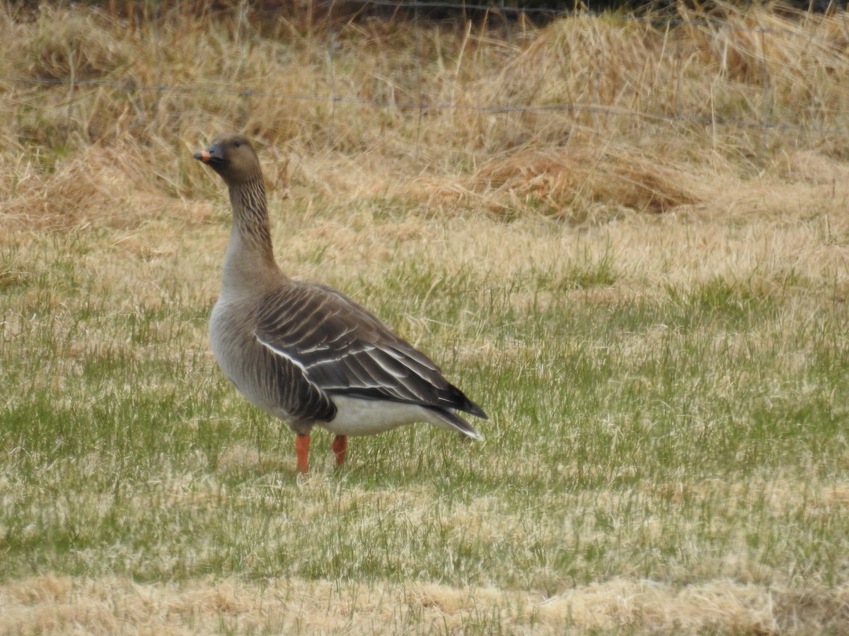 Tundra Bean-Goose - ML61840791