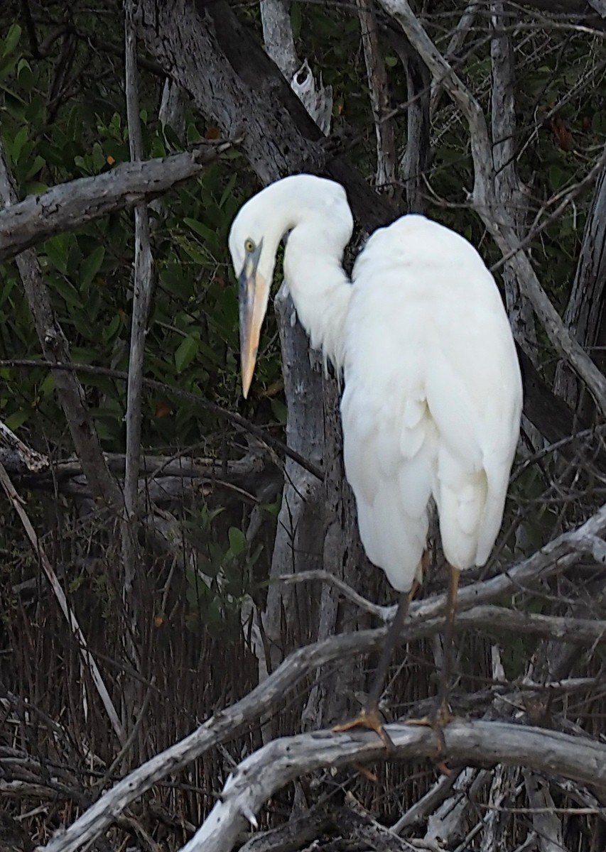 Great Blue Heron - ML618407934