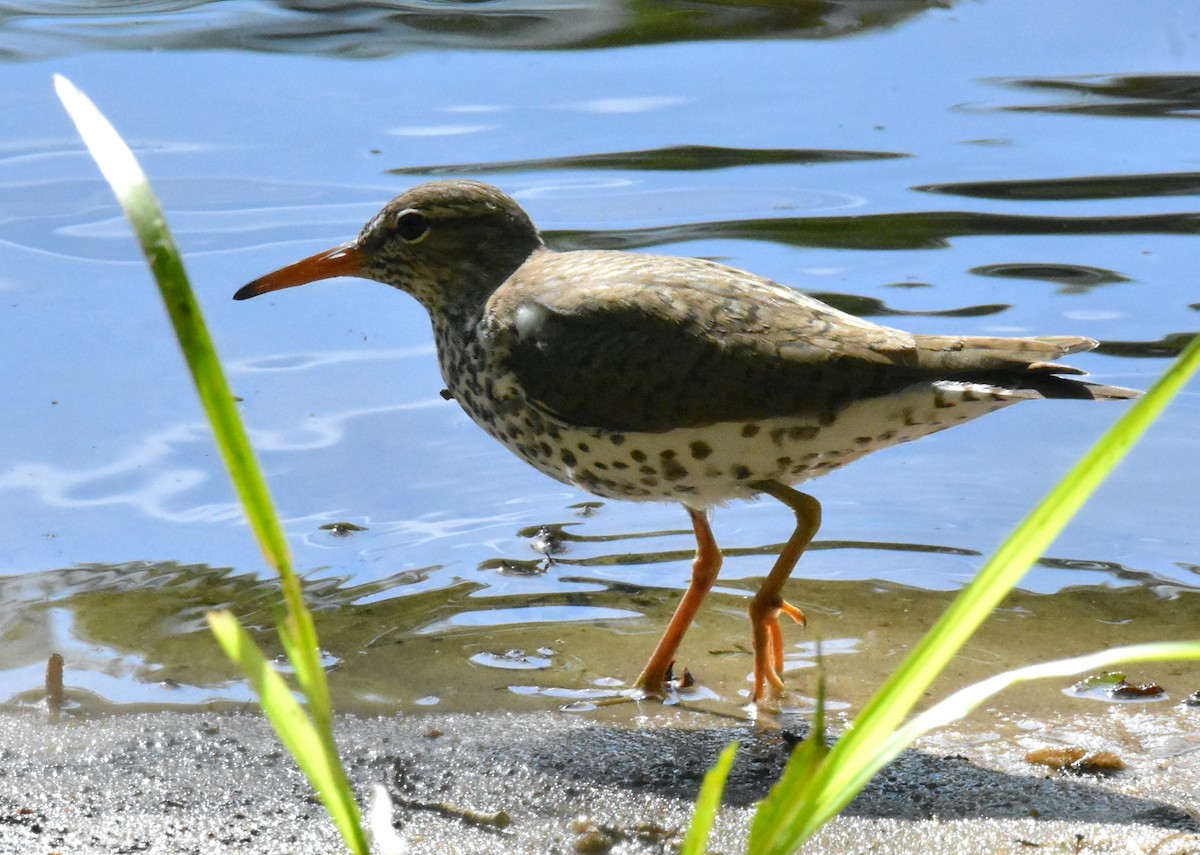 Spotted Sandpiper - ML618407963