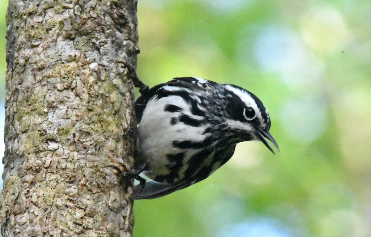 Black-and-white Warbler - ML618408017