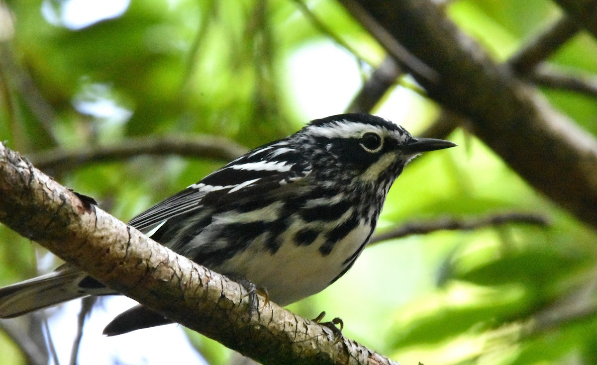 Black-and-white Warbler - ML618408018