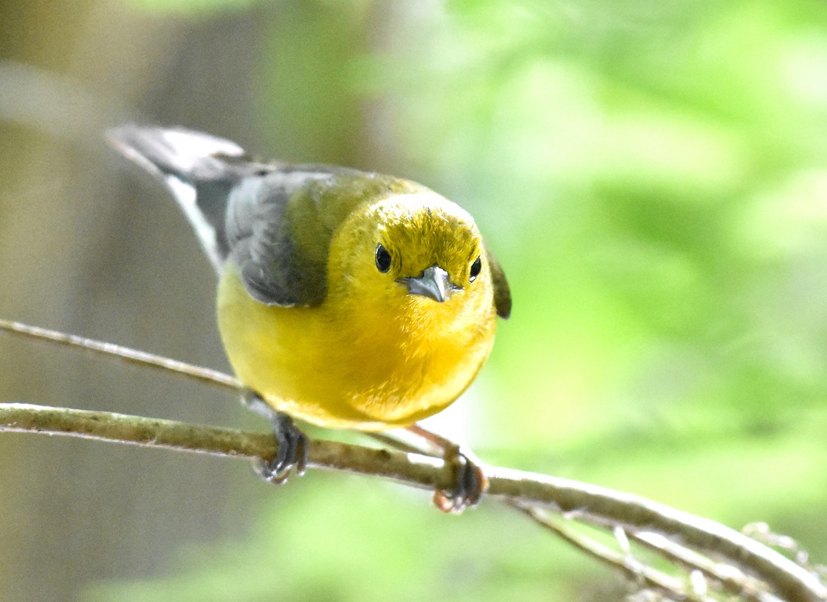 Prothonotary Warbler - ML618408026