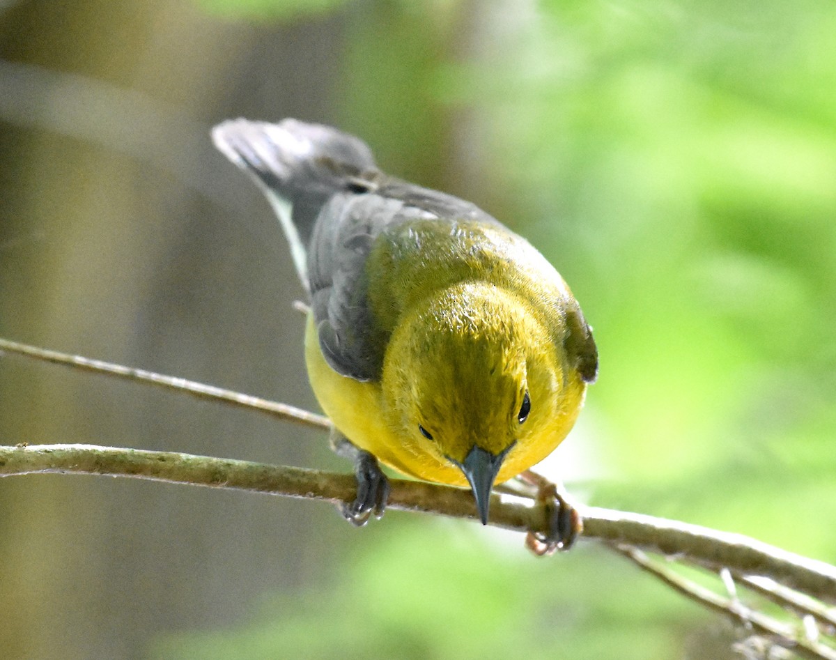 Prothonotary Warbler - ML618408028