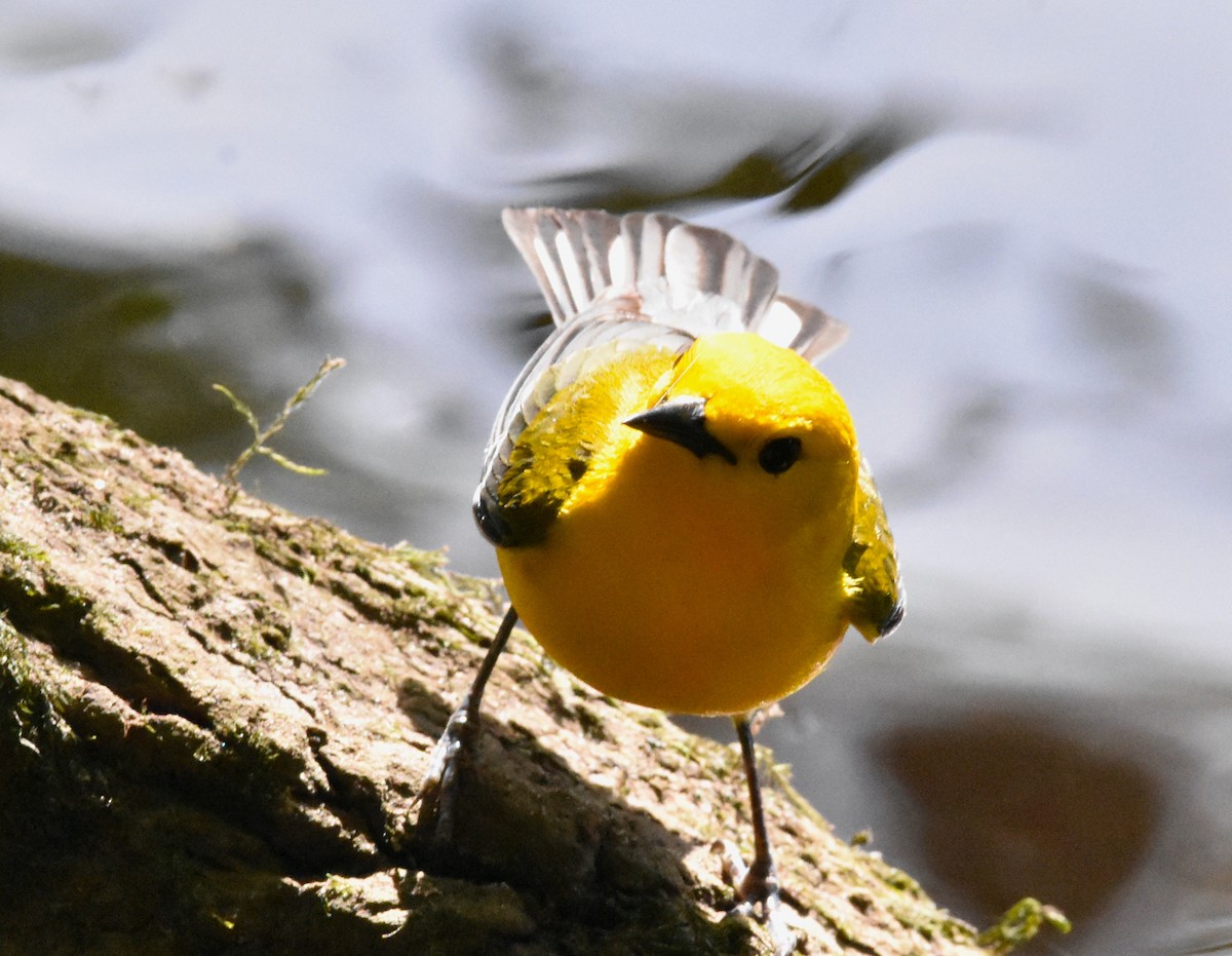 Prothonotary Warbler - ML618408030