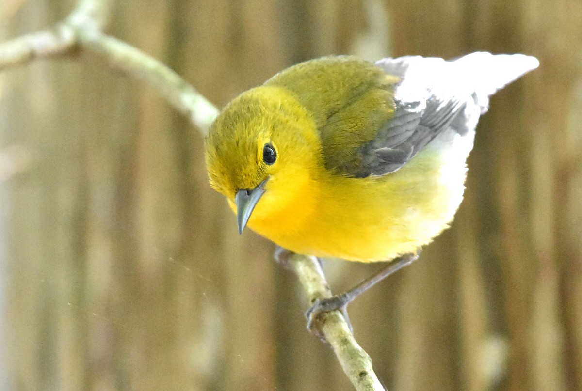Prothonotary Warbler - ML618408031
