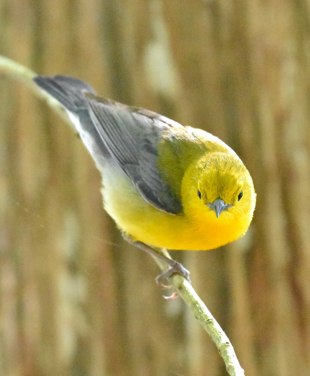 Prothonotary Warbler - John Lynch