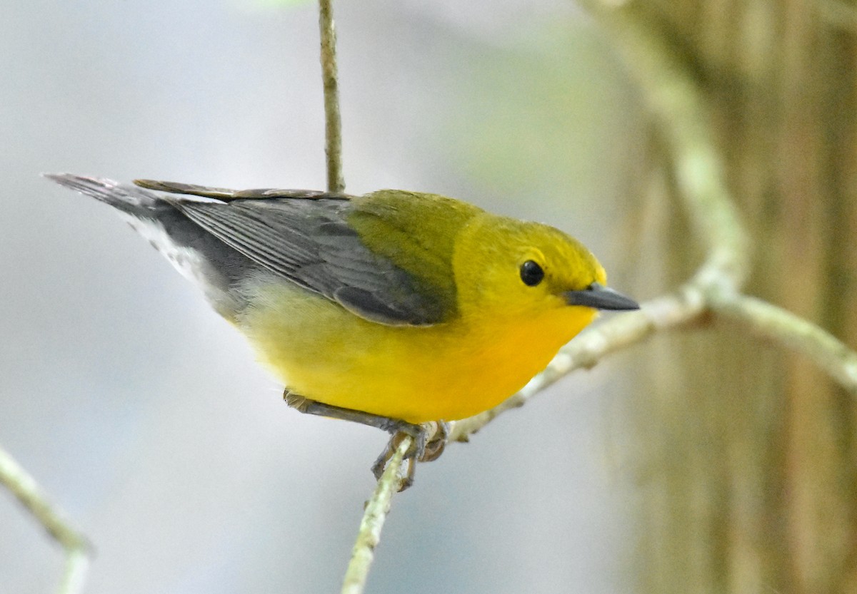 Prothonotary Warbler - ML618408033