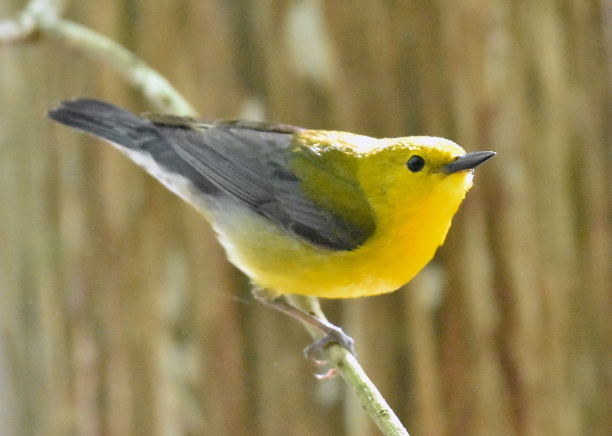 Prothonotary Warbler - ML618408034