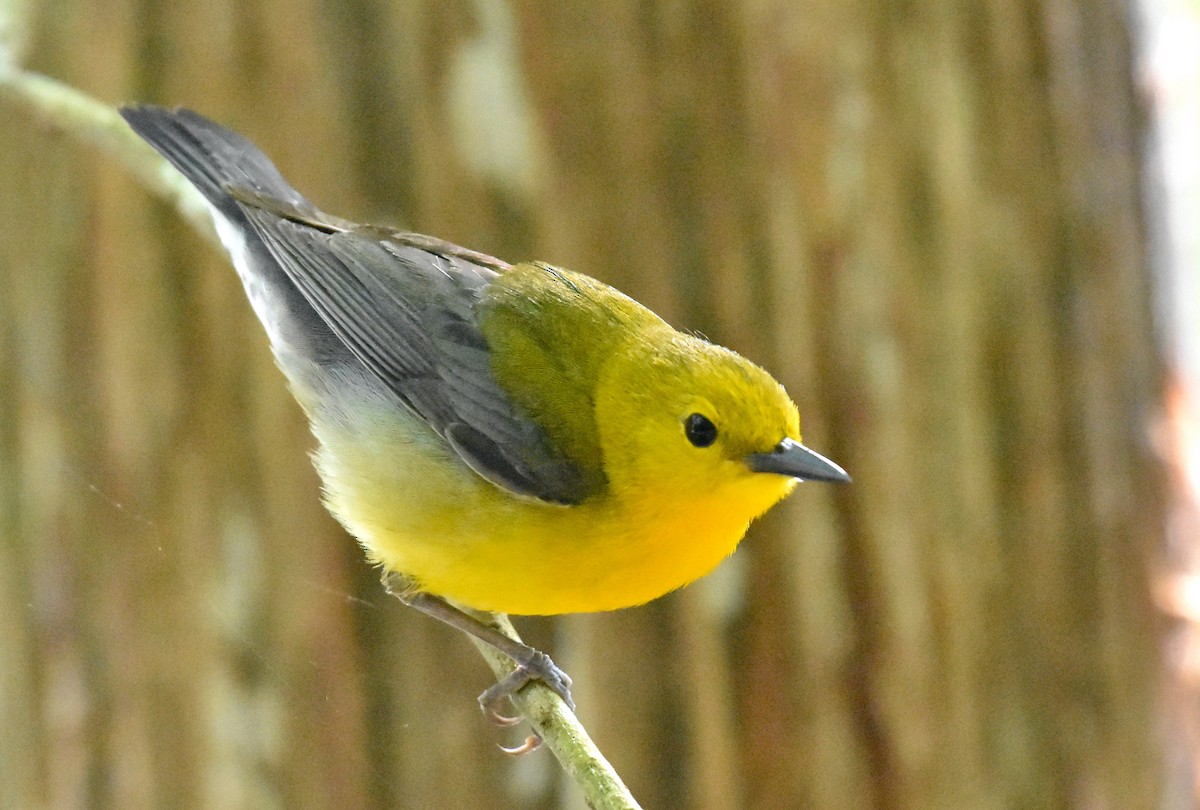 Prothonotary Warbler - ML618408035