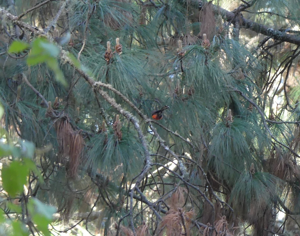 Slate-throated Redstart - Peter Kavouras