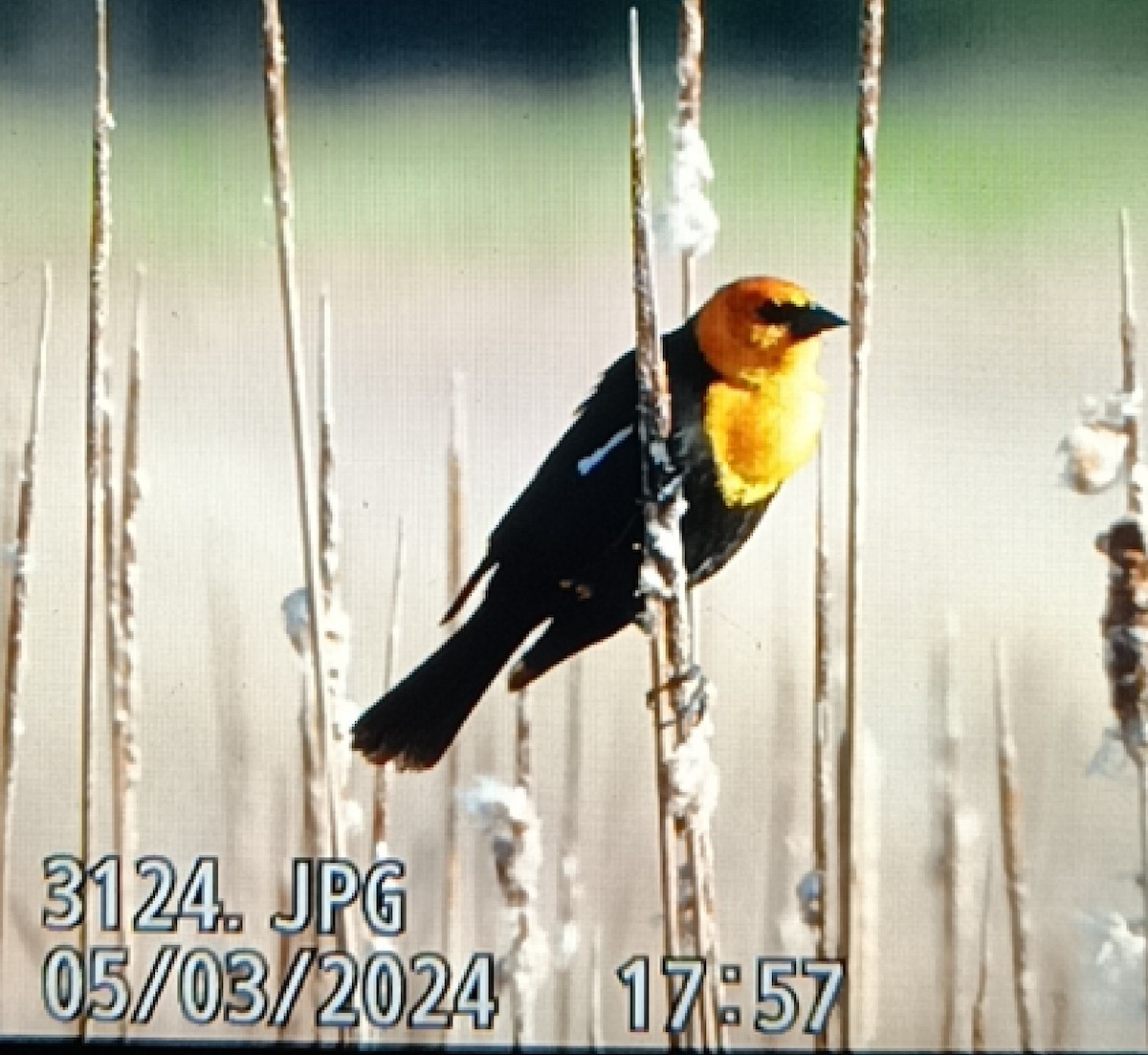 Yellow-headed Blackbird - ML618408071