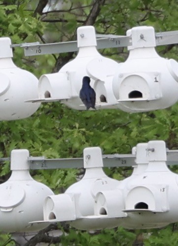 Purple Martin - ML618408074