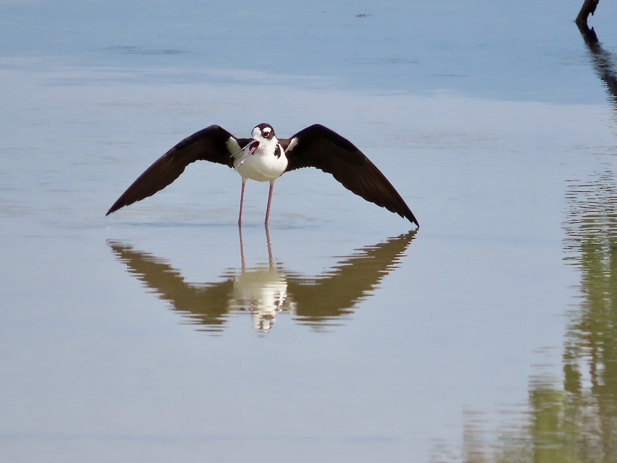 Black-necked Stilt - ML618408075