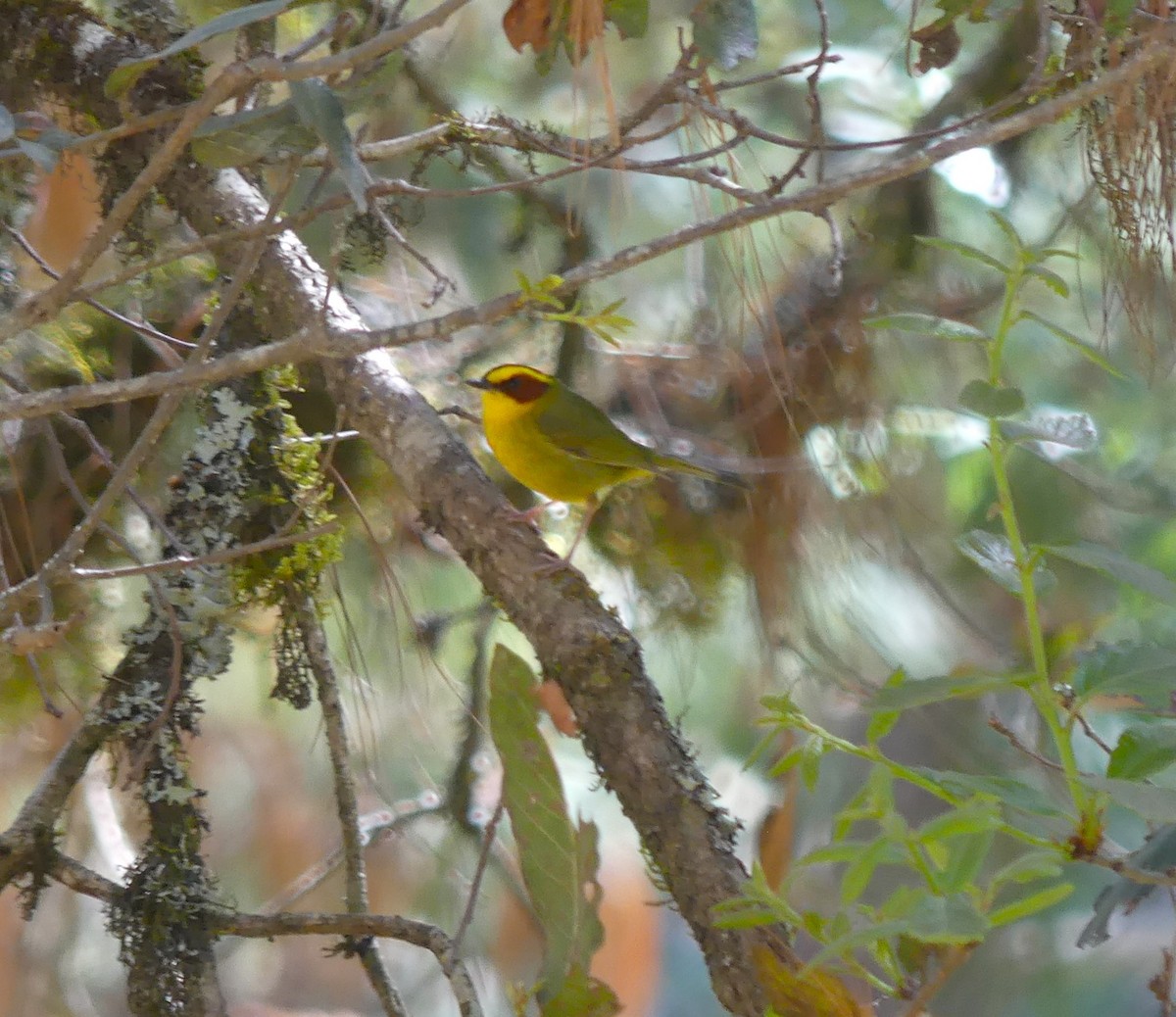 Golden-browed Warbler - ML618408081