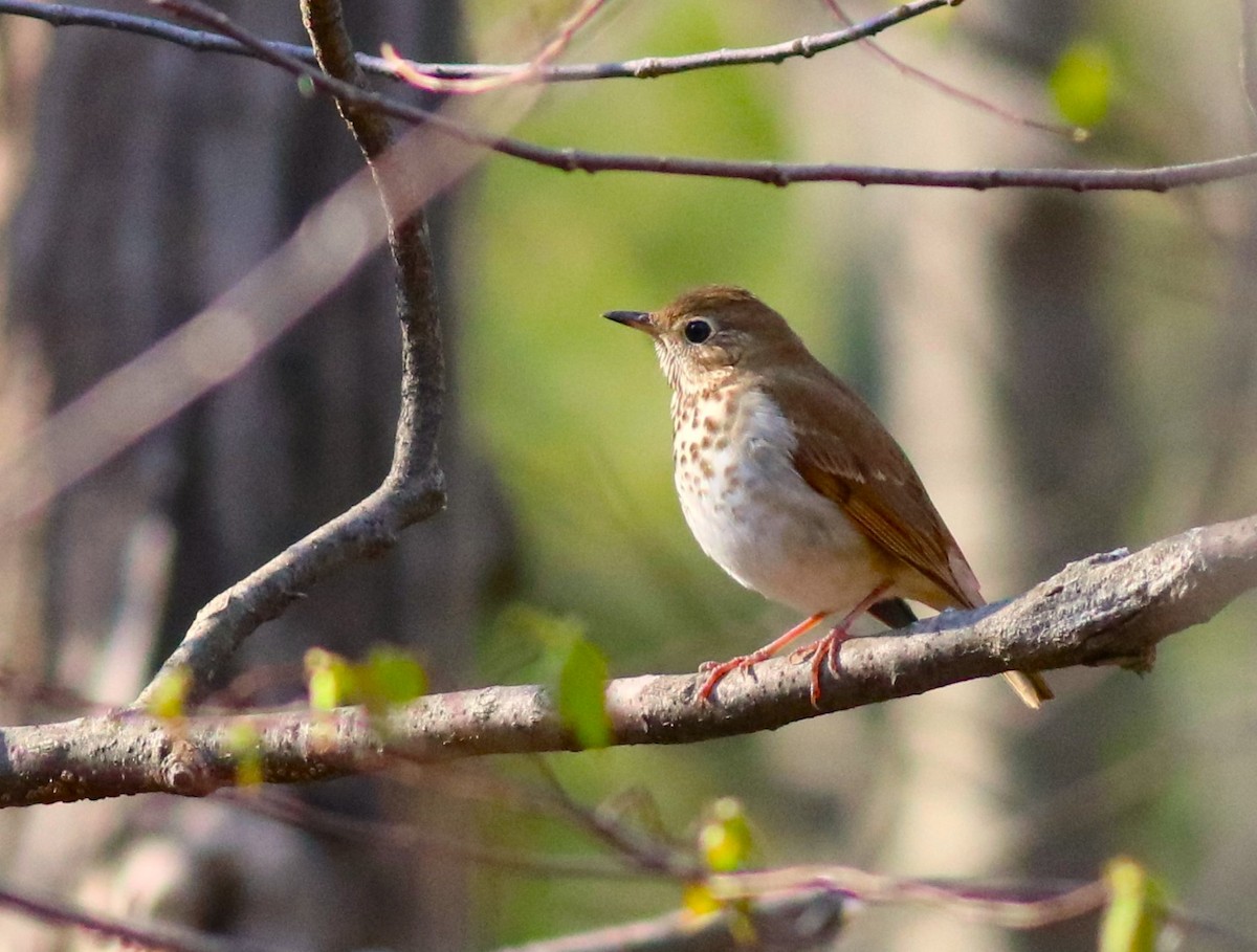 Hermit Thrush - ML618408083